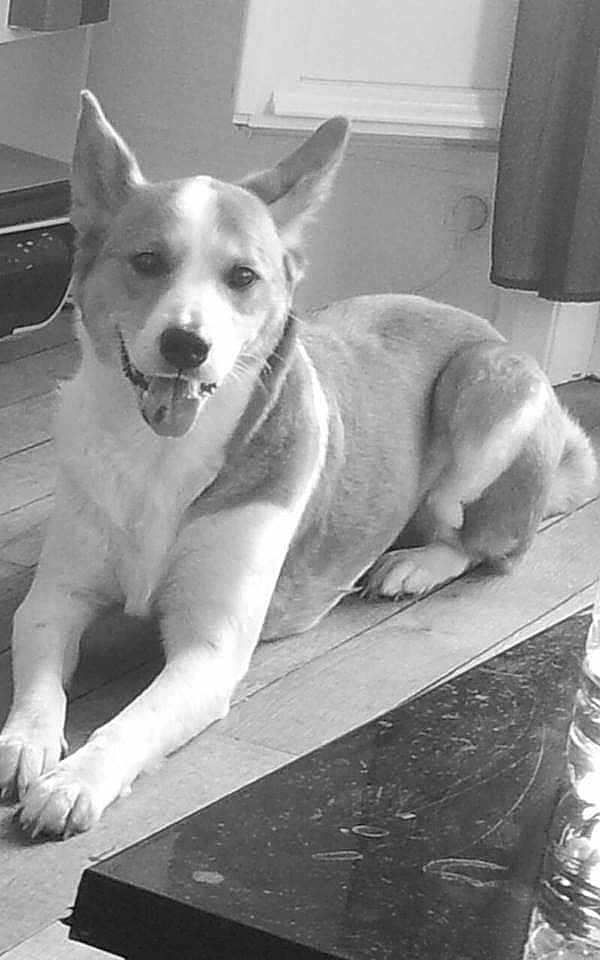 Daisy