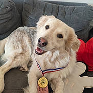 Bella participe au concours pour gagner de l'argent avec cette photo : dog, medal, couch, hand, indoor, pet, fur, smile, animal, award, ribbon, pillow, gray, white, beige, comfort, cute, relaxing, friendship, home