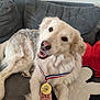 dog, medal, couch, hand, indoor, pet, fur, smile, animal, award, ribbon, pillow, gray, white, beige, comfort, cute, relaxing, friendship, home