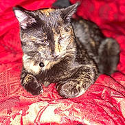 Luna joined the competition — help win amazing prizes! cat, tortoiseshell_cat, pet, animal, feline, resting, blanket, red, patterned, fur, whiskers, ears, collar, indoor, cozy, relaxed, closeup, sleepy, soft, warm