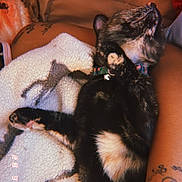 Luna is registered to the contest to win money with this photo: animal, arm, blanket, cat, collar, comfort, cozy, cushion, fur, indoor, knitted_toy, nap, paw, pet, relaxation, resting, sleeping, soft, tattoo, warm