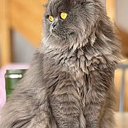 Foggy a rejoint le concours — aidez-le/la à gagner de superbes lots ! animal, calm, cat, close_up, cute, domestic_cat, feline, fluffy, fur, golden_eyes, gray, indoor, long_hair, looking_away, pet, portrait, side_view, sitting, soft_light, whiskers