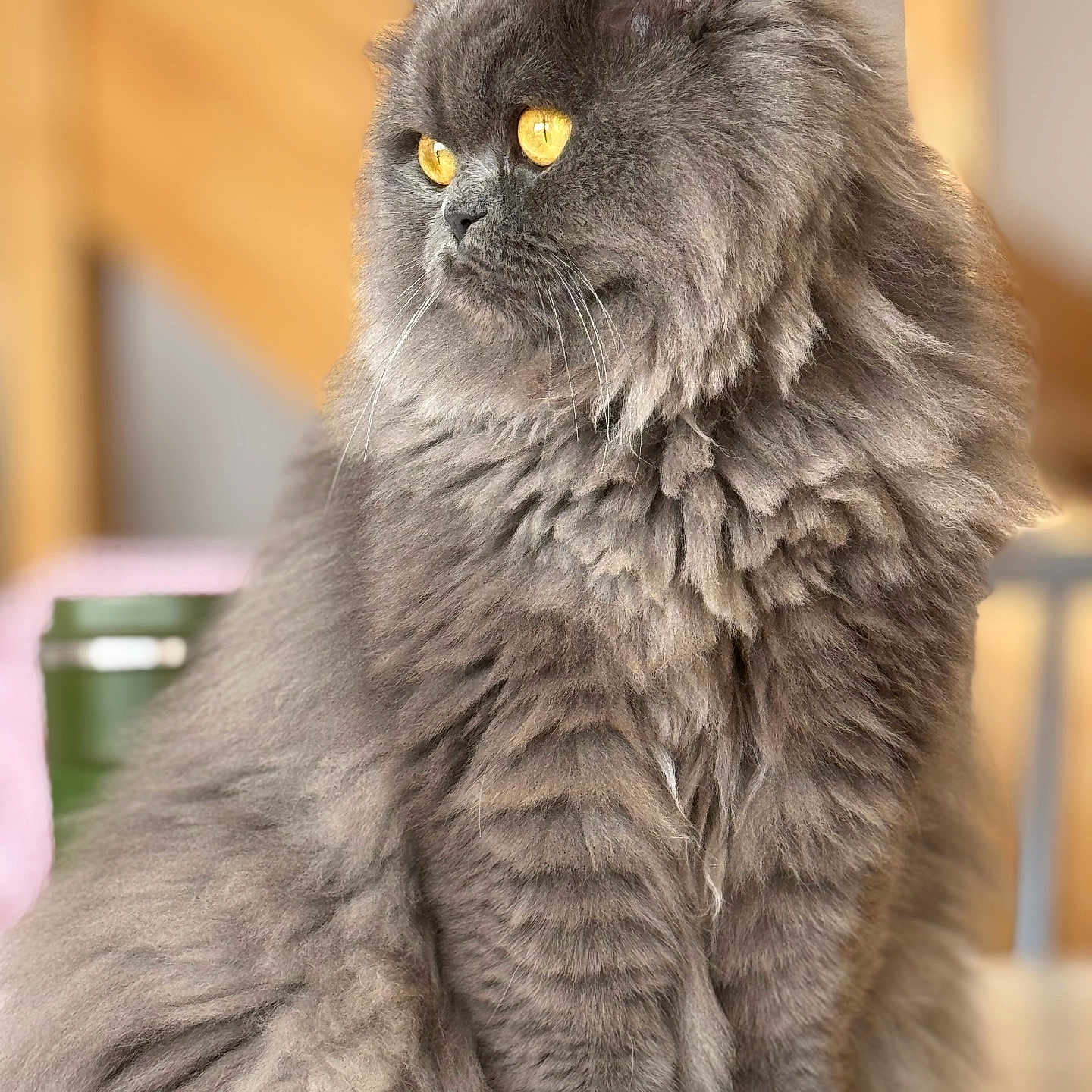 Foggy a rejoint le concours — aidez-le/la à gagner de superbes lots ! animal, calm, cat, close_up, cute, domestic_cat, feline, fluffy, fur, golden_eyes, gray, indoor, long_hair, looking_away, pet, portrait, side_view, sitting, soft_light, whiskers