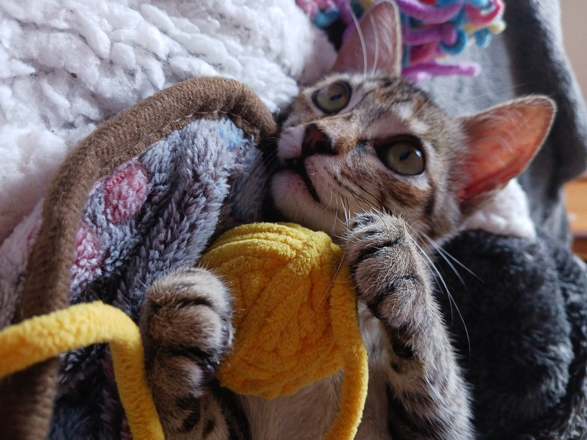 Cookie a rejoint le concours — aidez-le/la à gagner de superbes lots ! carnivore, cat, claw, comfort, crochet, domestic_short_haired_cat, fawn, felidae, fur, knitting, paw, small_to_medium_sized_cats, snout, stuffed_toy, tail, thread, toy, whiskers, wool, woolen