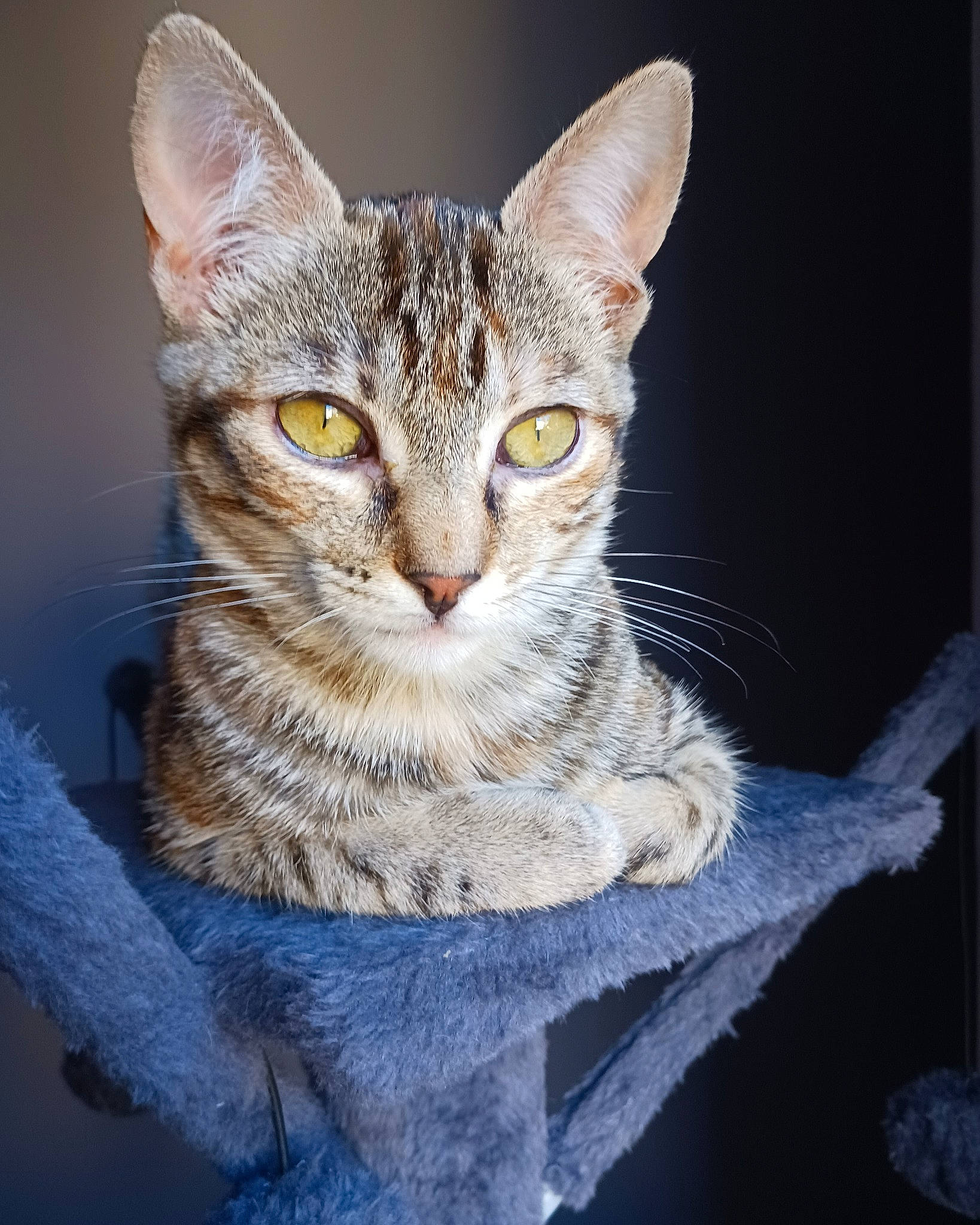 Cookie participe au concours pour gagner de l'argent avec cette photo : art, carnivore, cat, domestic_short_haired_cat, electric_blue, eye, felidae, fur, paw, small_to_medium_sized_cats, snout, terrestrial_animal, whiskers, wildlife, window