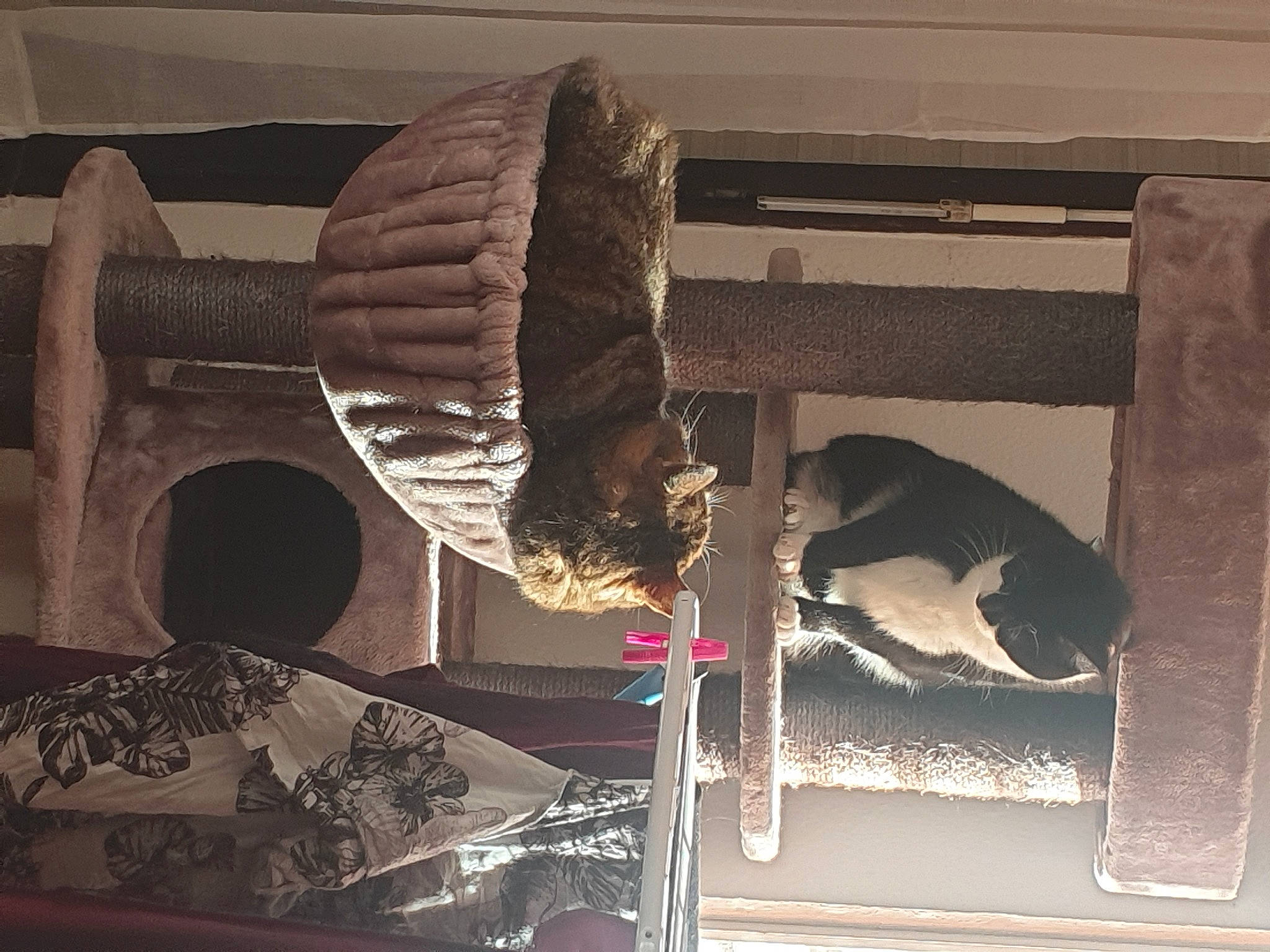 Muffin participe au concours pour gagner de l'argent avec cette photo : art, automotive_tire, automotive_wheel_system, circle, flower, fur, hardwood, metal, rectangle, room, shelf, still_life_photography, tints_and_shades, tire, visual_arts, window, wood