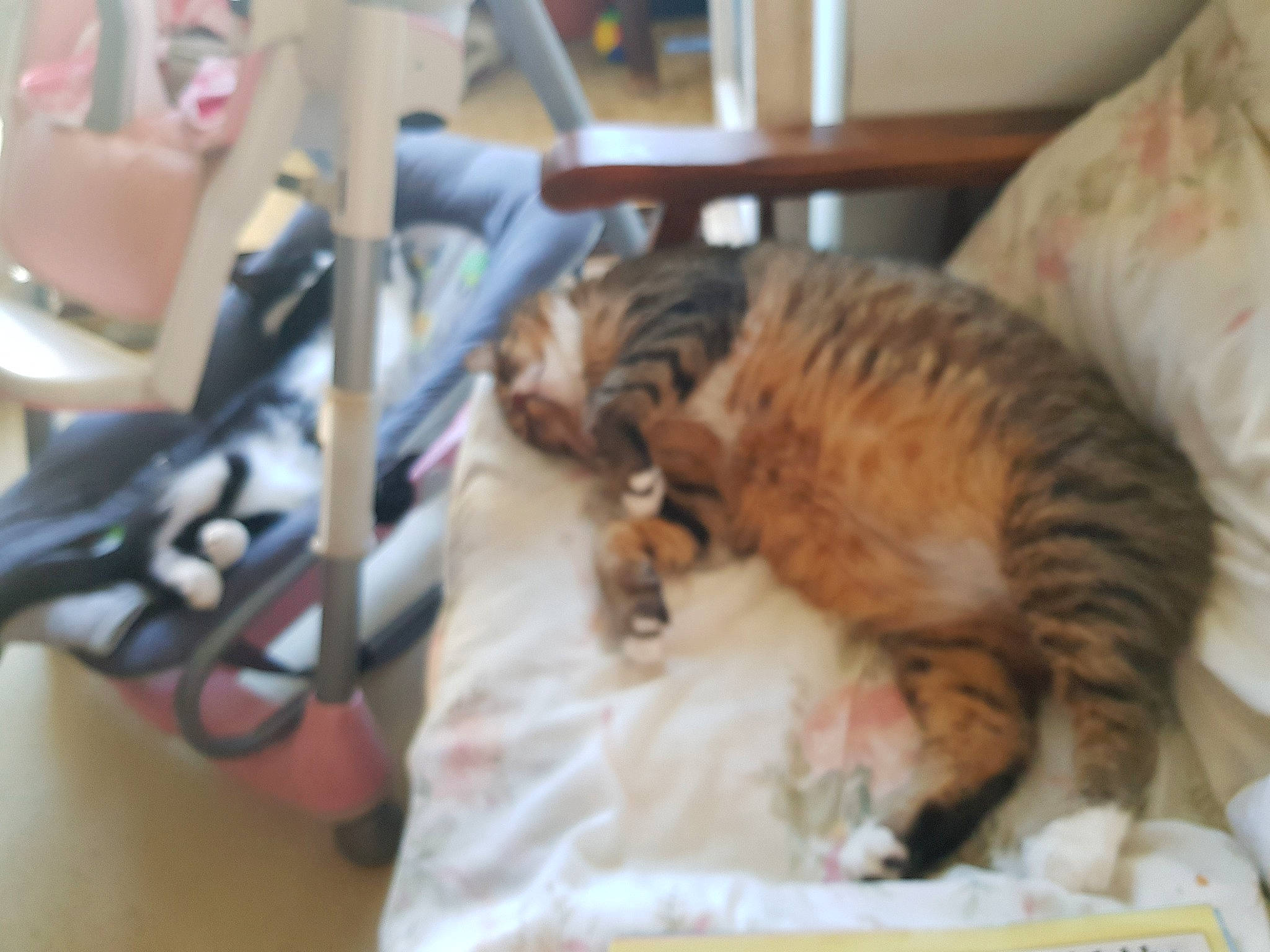 Muffin participe au concours pour gagner de l'argent avec cette photo : carnivore, cat, chair, claw, comfort, domestic_short_haired_cat, fawn, felidae, fur, hardwood, nap, paw, pet_supply, room, small_to_medium_sized_cats, snout, tail, terrestrial_animal, whiskers, wood