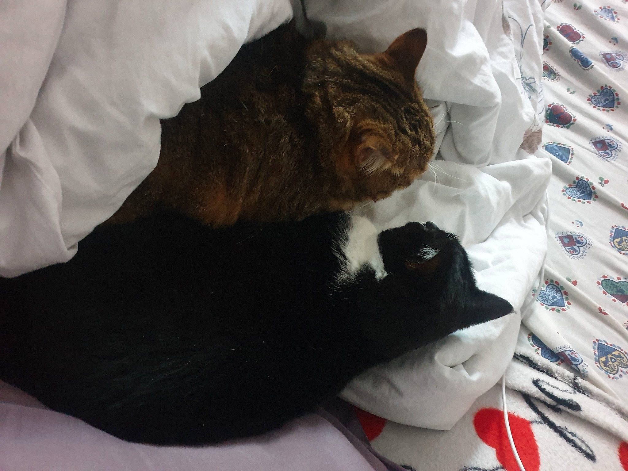 Naika a rejoint le concours — aidez-le/la à gagner de superbes lots ! bed, black_cat, carmine, carnivore, cat, claw, comfort, domestic_short_haired_cat, felidae, fur, gesture, hat, lap, nap, paw, sitting, small_to_medium_sized_cats, snout, tail, whiskers