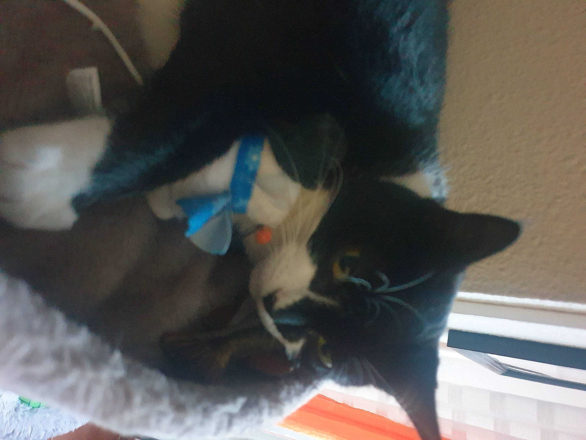 Naika a rejoint le concours — aidez-le/la à gagner de superbes lots ! black_cat, canidae, carmine, carnivore, cat, claw, comfort, companion_dog, dog_breed, domestic_short_haired_cat, electric_blue, felidae, fur, gesture, human_leg, small_to_medium_sized_cats, sporting_group, tail, thigh, whiskers