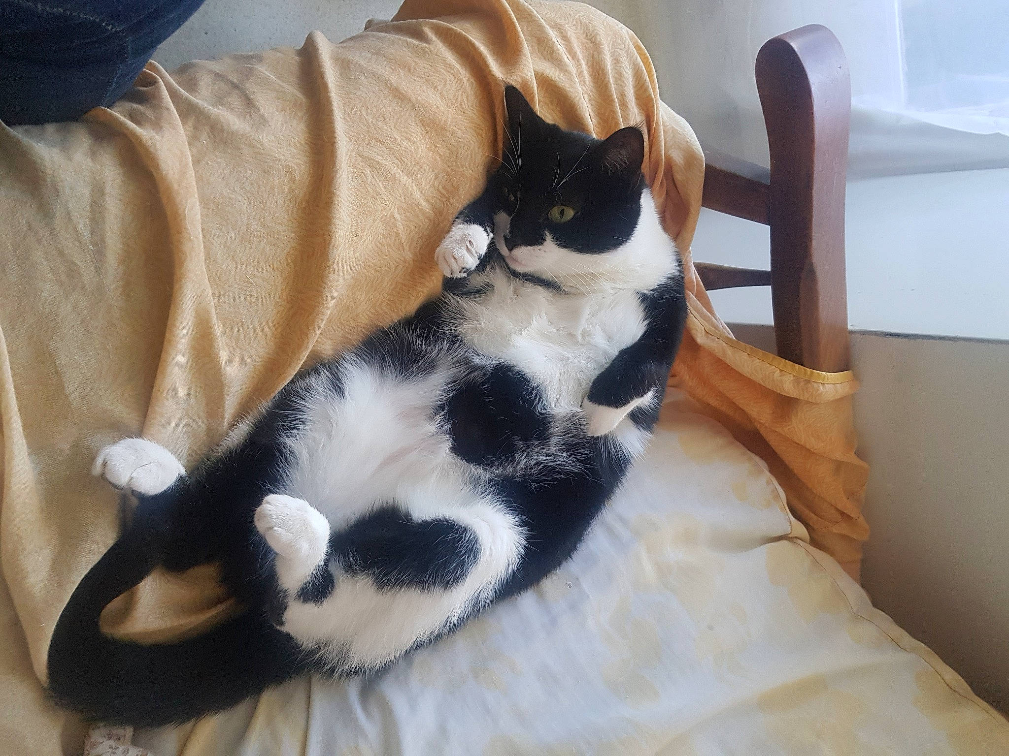 Naika participe au concours pour gagner de l'argent avec cette photo : canidae, carnivore, cat, cat_supply, chair, comfort, companion_dog, dog_breed, domestic_short_haired_cat, felidae, fur, hardwood, lap, linens, nap, paw, small_to_medium_sized_cats, tail, textile, whiskers