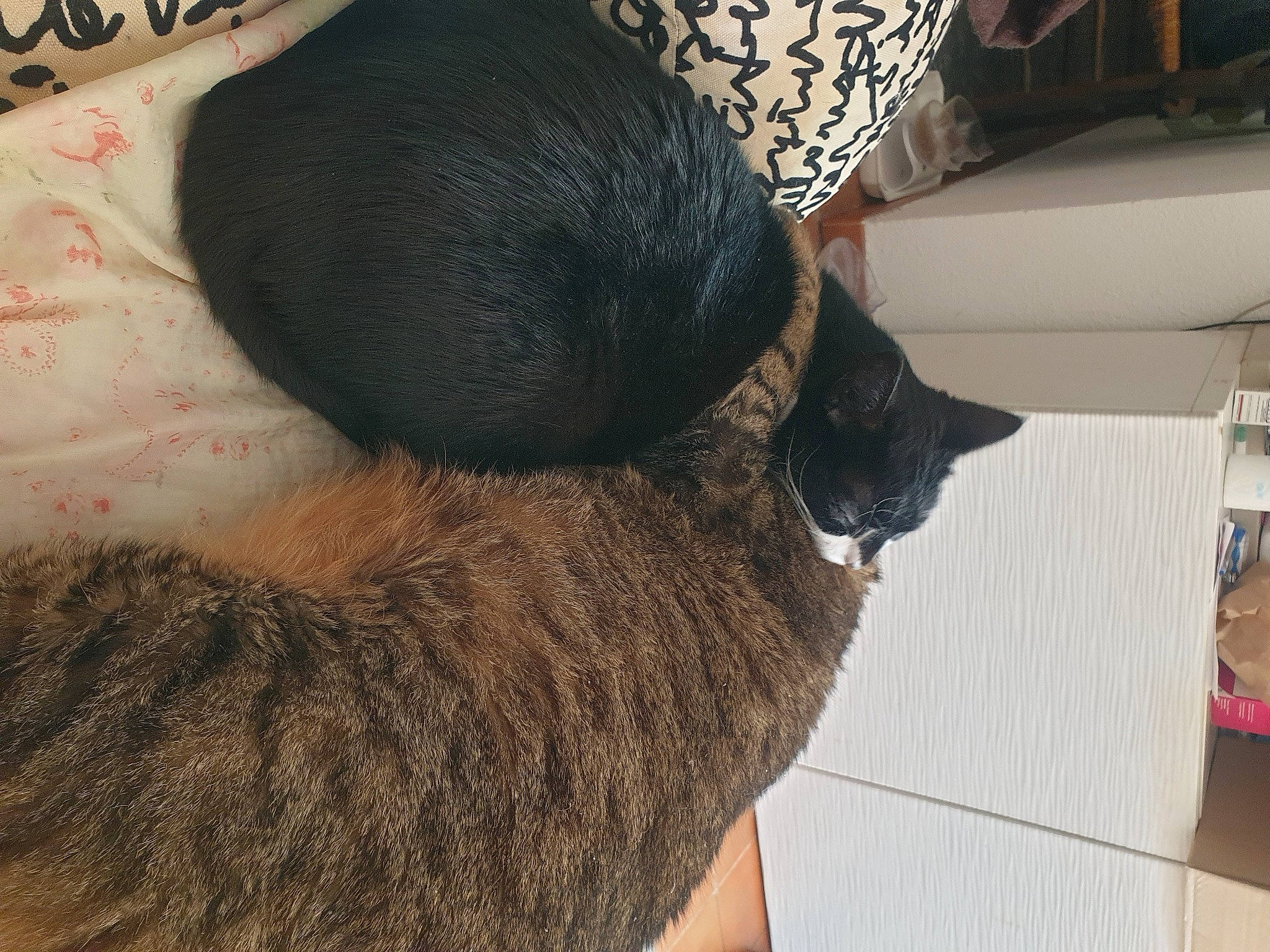 Muffin a rejoint le concours — aidez-le/la à gagner de superbes lots ! black_cat, bombay, carnivore, cat, cat_supply, claw, comfort, domestic_short_haired_cat, ear, felidae, fur, pet_supply, small_to_medium_sized_cats, snout, tail, terrestrial_animal, whiskers