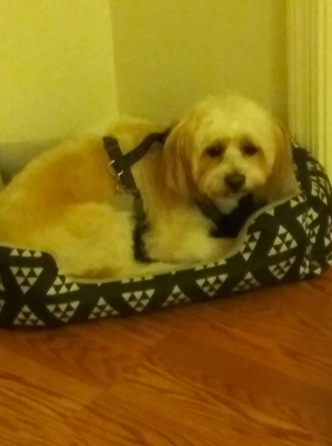 Solo joined the competition — help win amazing prizes! canidae, carnivore, cavachon, cockapoo, companion_dog, dog, dog_bed, dog_breed, havanese, lhasa_apso, maltepoo, maltese, mammal, morkie, pekapoo, puppy, schnoodle, shih_tzu, sporting_group, vertebrate