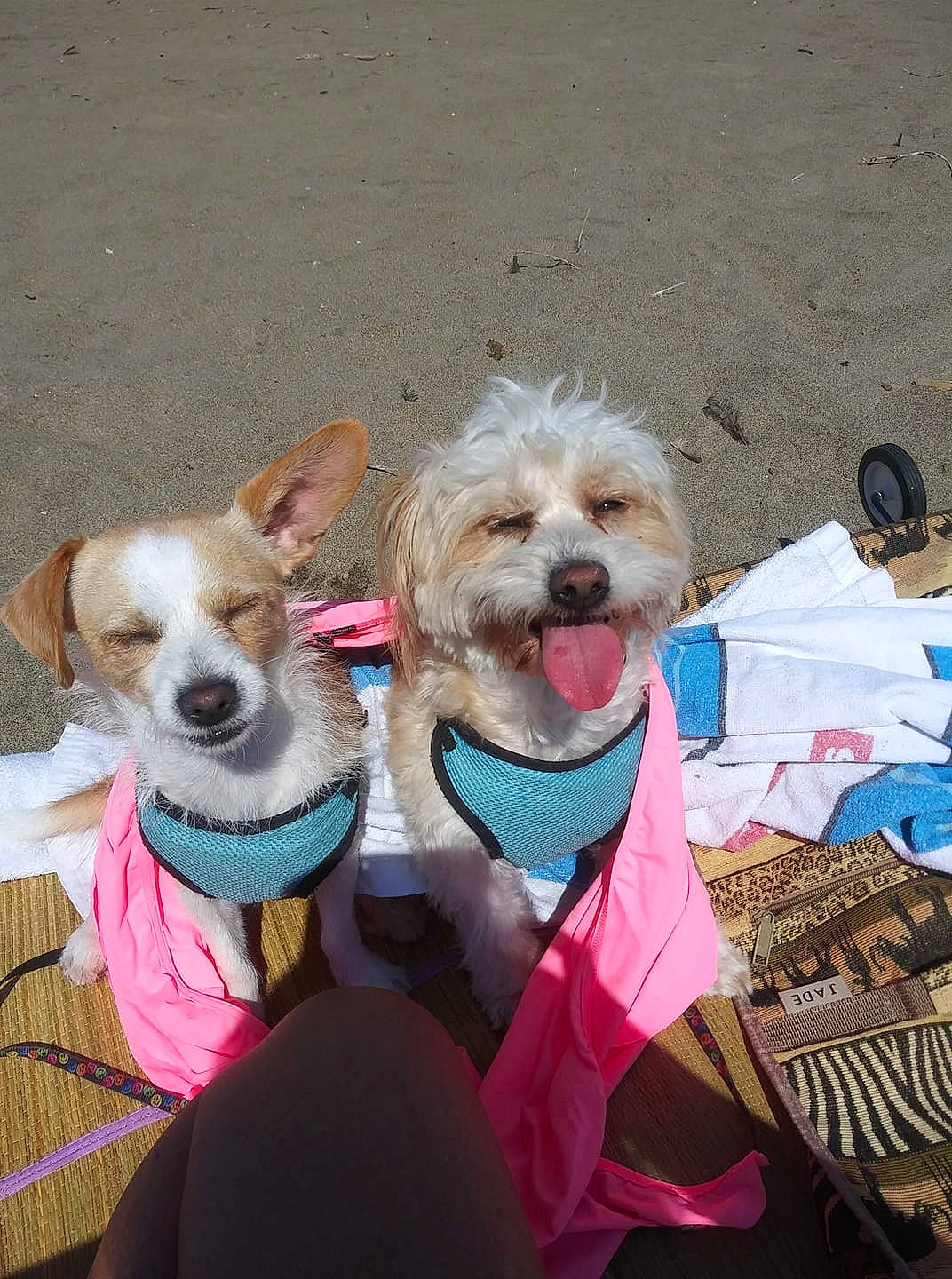 Solo is registered to the contest to win money with this photo: canidae, carnivore, cavachon, cockapoo, companion_dog, dog, dog_breed, dog_clothes, mammal, morkie, non_sporting_group, puppy, puppy_love, rare_breed_dog, snout, sporting_group, sporting_lucas_terrier, toy_dog, vertebrate