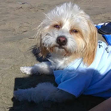 Solo is registered to the contest to win money with this photo: canidae, carnivore, cavachon, cavapoo, chinese_imperial_dog, cockapoo, companion_dog, dog, dog_breed, havanese, kyi_leo, lhasa_apso, lowchen, maltepoo, maltese, mammal, petit_basset_griffon_vendeen, puppy, shih_tzu, vertebrate