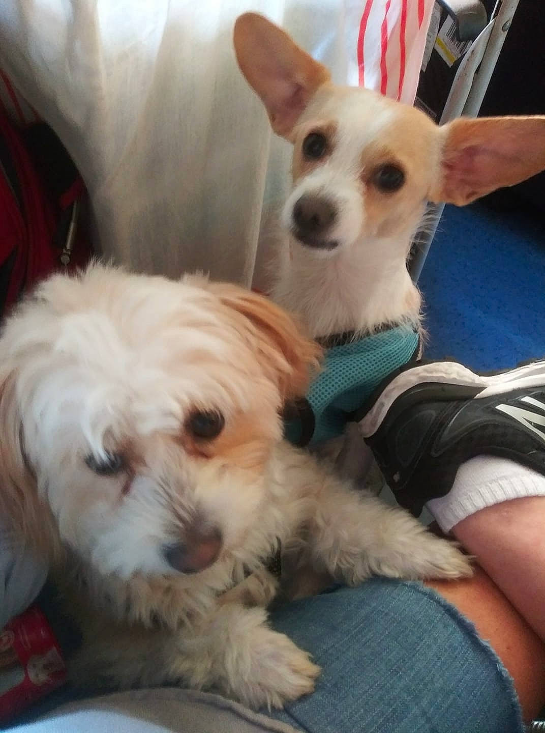 Solo joined the competition — help win amazing prizes! canidae, carnivore, companion_dog, dog, dog_breed, ear, maltepoo, maltese, mammal, puppy, puppy_love, rare_breed_dog, schnoodle, shih_tzu, skin, sporting_group, sporting_lucas_terrier, toy_dog, vertebrate, west_highland_white_terrier