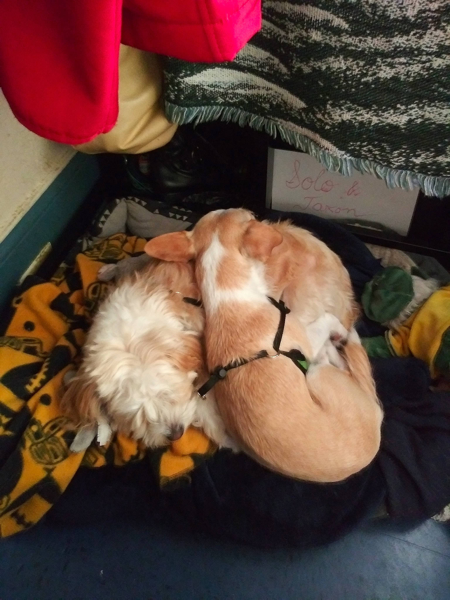 Solo is registered to the contest to win money with this photo: canidae, carnivore, companion_dog, dog, dog_breed, puppy, shih_tzu, sporting_group