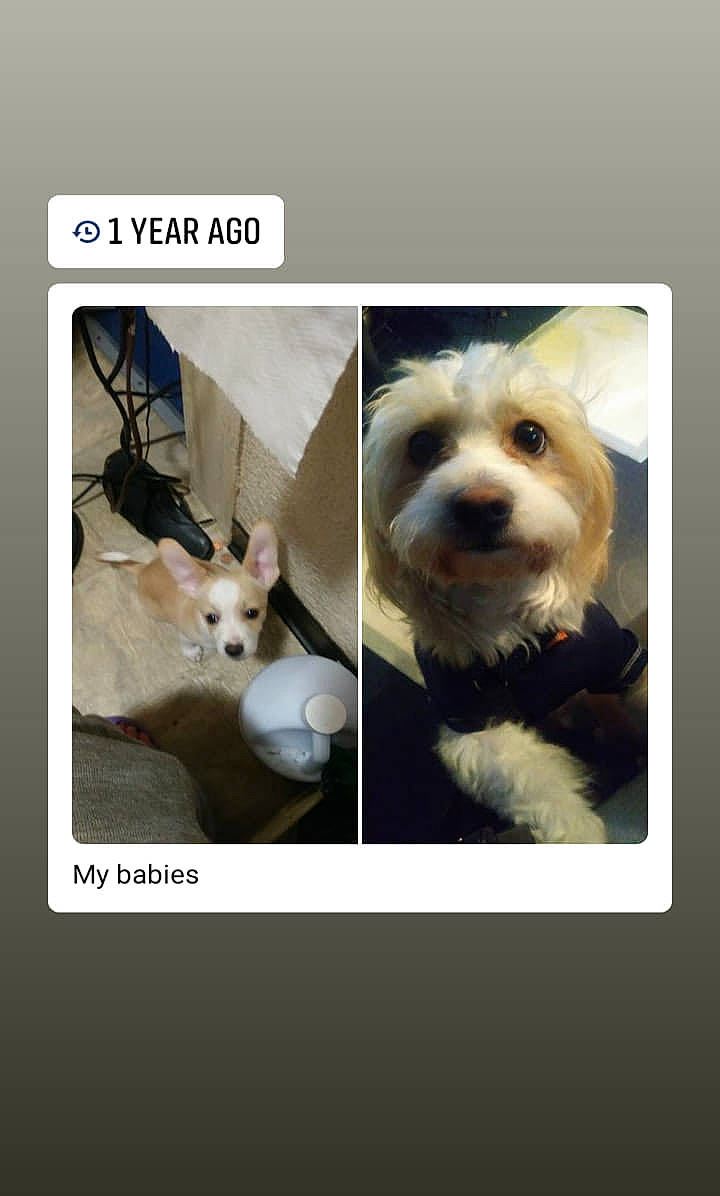 Solo joined the competition — help win amazing prizes! canidae, carnivore, companion_dog, dog, dog_breed, maltese, morkie, photo_caption, photography, puppy, puppy_love, toy_dog, west_highland_white_terrier