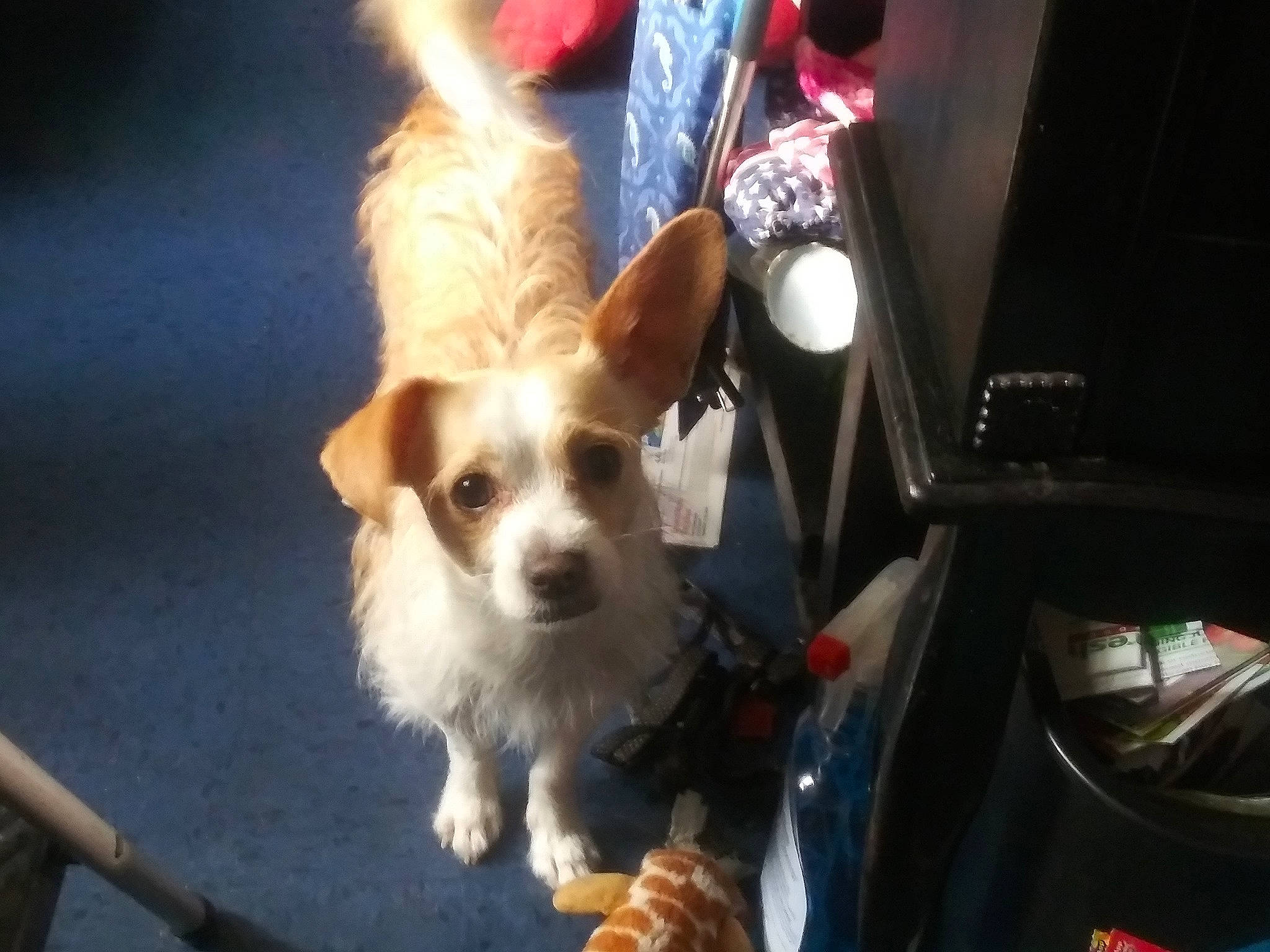 Jaxon is registered to the contest to win money with this photo: canidae, cardigan_welsh_corgi, carnivore, chihuahua, companion_dog, corgi_chihuahua, dog, dog_breed, ear, fawn, mammal, pembroke_welsh_corgi, puppy, small_greek_domestic_dog, snapshot, snout, sporting_group, vertebrate, welsh_corgi, whiskers