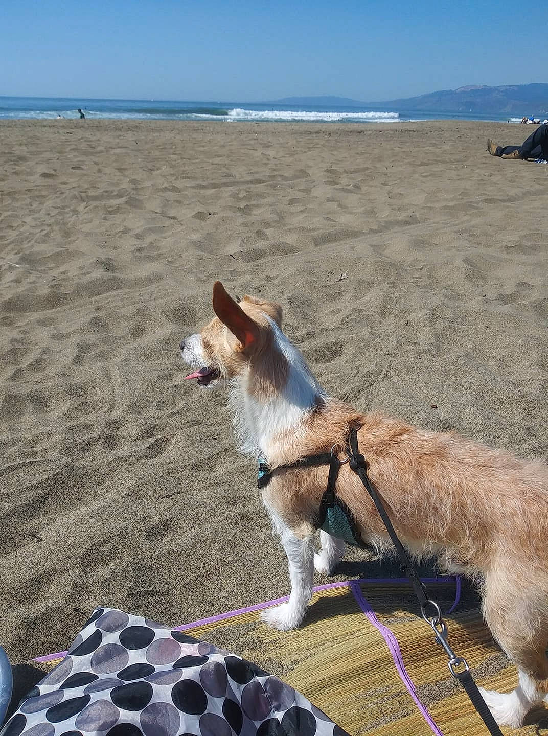 Jaxon is registered to the contest to win money with this photo: beach, canidae, carnivore, dog, dog_breed, dog_walking, ibizan_hound, leash, mammal, mountain, ocean, sand, sea, sky, vacation