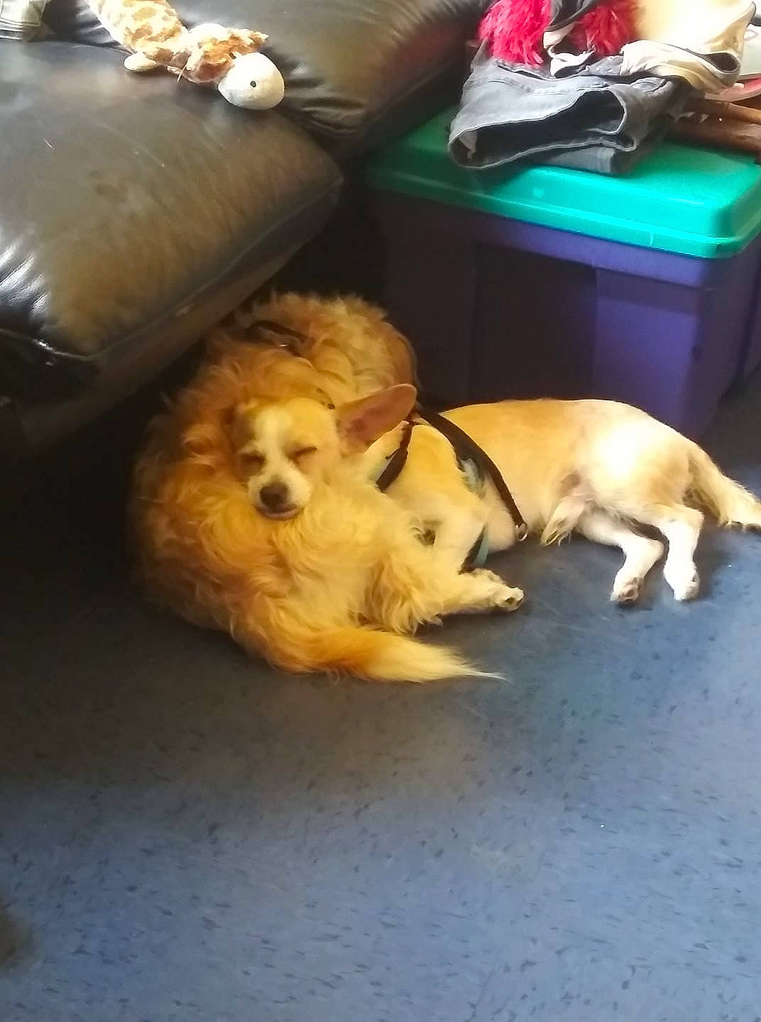 Jaxon joined the competition — help win amazing prizes! american_cocker_spaniel, canidae, carnivore, cocker_spaniel, companion_dog, dog, dog_breed, english_cocker_spaniel, fawn, golden_retriever, mammal, puppy, puppy_love, spaniel, sporting_group