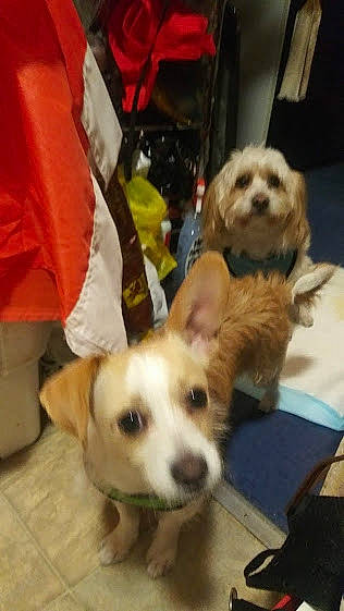 Jaxon is registered to the contest to win money with this photo: canidae, carnivore, cavachon, companion_dog, dog, dog_breed, havanese, lhasa_apso, maltepoo, maltese, mammal, morkie, puppy, puppy_love, rare_breed_dog, schnoodle, shih_tzu, sporting_group, toy_dog, vertebrate