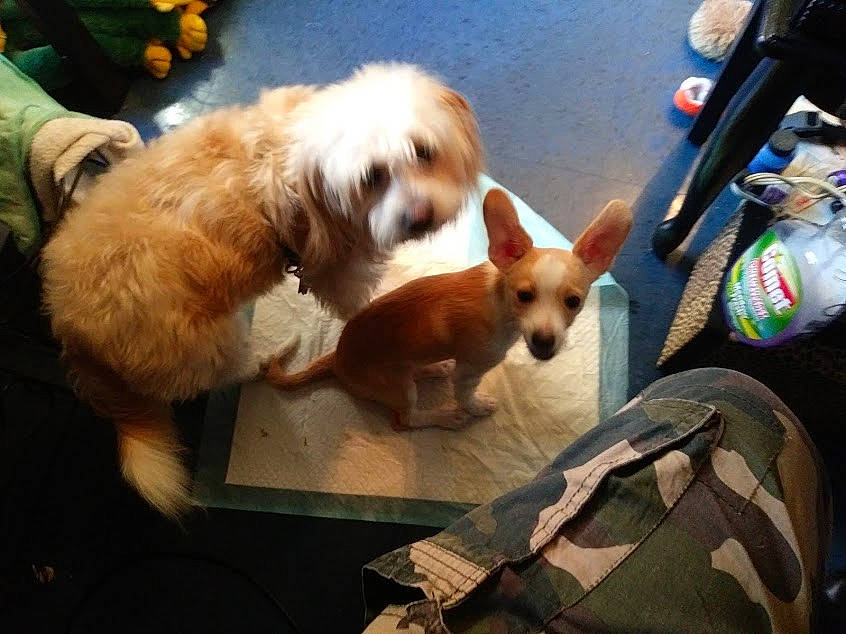 Jaxon is registered to the contest to win money with this photo: canidae, carnivore, cavachon, cavapoo, cockapoo, companion_dog, dog, dog_breed, fawn, lhasa_apso, mammal, puppy, puppy_love, rare_breed_dog, small_greek_domestic_dog, snout, sporting_group, vertebrate