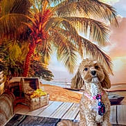 Tully joined the competition — help win amazing prizes! dog, tie, indoor, beach_backdrop, palm_tree, sunset, treasure_chest, floor, pet, cute, portrait, fluffy, sitting, decor, summer_theme, animal, brown_dog, canine, background, playful