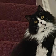 Zippy joined the competition — help win amazing prizes! cat, black_and_white, fluffy, stairs, carpet, indoor, pet, feline, curious, yellow_eyes, whiskers, fur, animal, domestic, close_up, portrait, looking, head_tilt, side_view, wall