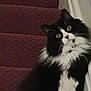 cat, black_and_white, fluffy, stairs, carpet, indoor, pet, feline, curious, yellow_eyes, whiskers, fur, animal, domestic, close_up, portrait, looking, head_tilt, side_view, wall