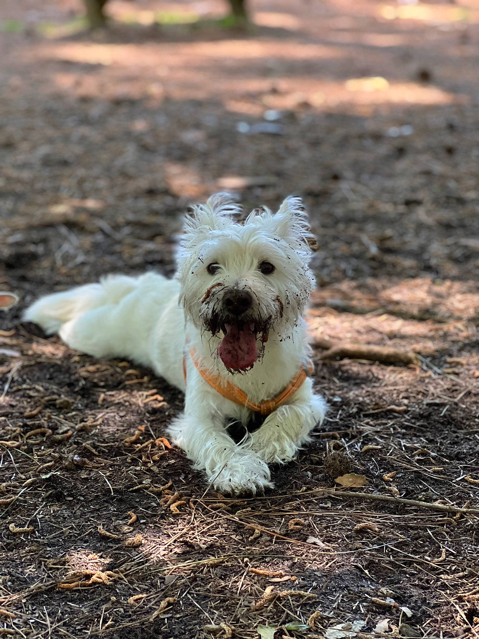 Casper is registered to the contest to win money with this photo: asphalt, canidae, carnivore, companion_dog, dog, dog_breed, grass, road_surface, schnauzer, small_terrier, snout, soil, sporting_group, tail, terrier, toy_dog