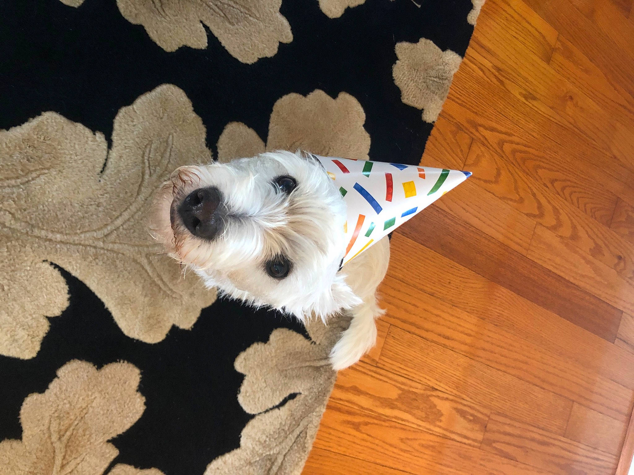 Casper joined the competition — help win amazing prizes! canidae, carnivore, companion_dog, dog, dog_breed, dog_supply, fawn, flooring, fur, hardwood, laminate_flooring, plank, plant, sporting_group, tail, tree, varnish, whiskers, wood, wood_stain