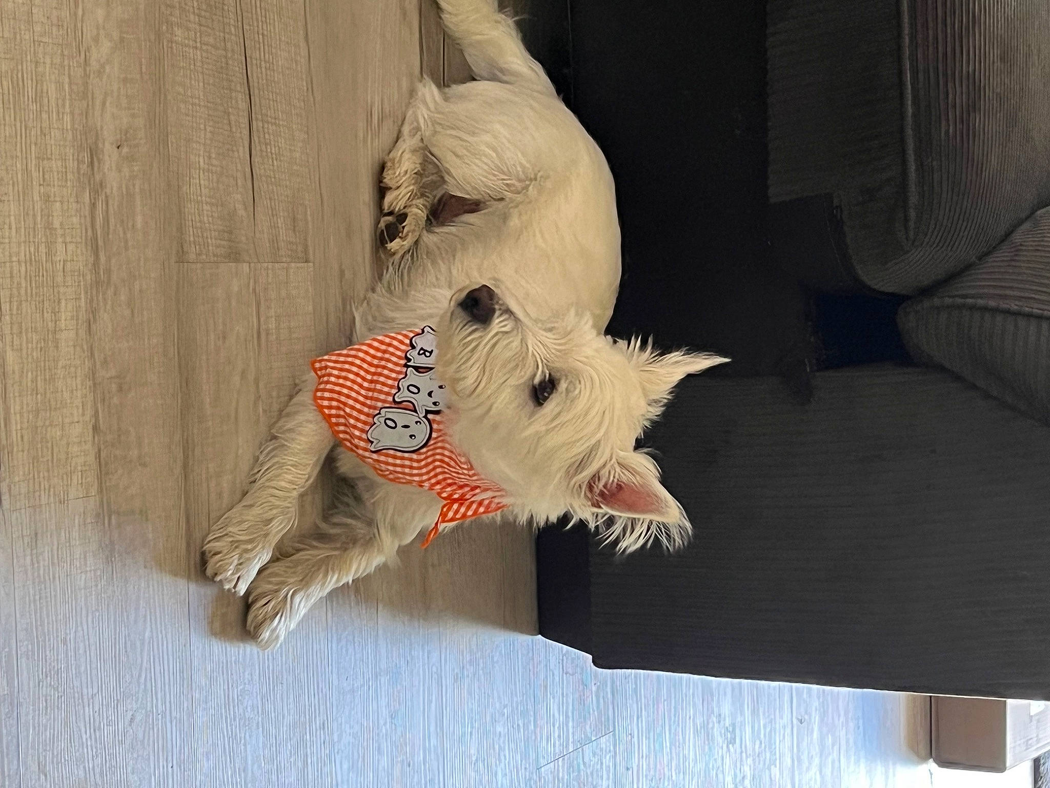 Casper is registered to the contest to win money with this photo: art, carmine, comfort, couch, dog_clothes, fawn, feather, felidae, fur, grey, linens, plush, small_to_medium_sized_cats, snout, stuffed_toy, tail, toy, whiskers, wing, wood