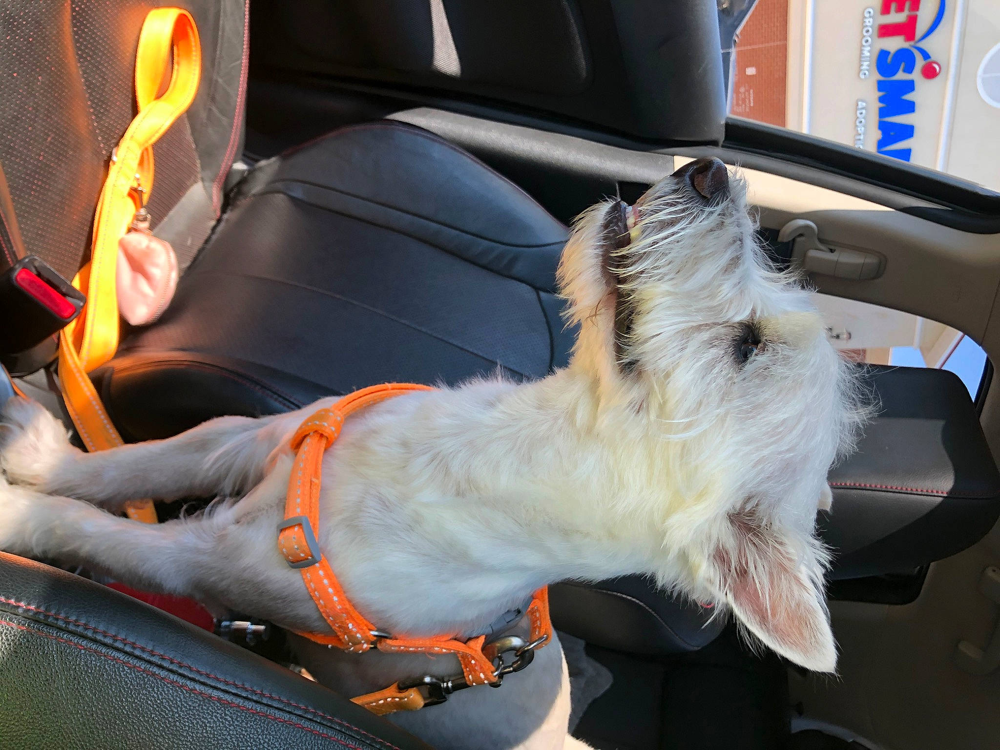Casper joined the competition — help win amazing prizes! auto_part, car, car_seat, car_seat_cover, carnivore, collar, comfort, companion_dog, dog, dog_breed, fawn, fur, head_restraint, human_leg, lap, motor_vehicle, seat_belt, thigh, vehicle, vehicle_door