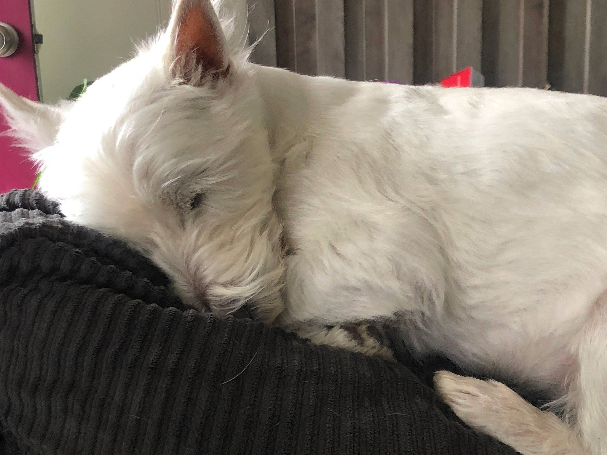 Casper is registered to the contest to win money with this photo: canidae, carnivore, comfort, companion_dog, dog, dog_breed, ear, fawn, felidae, fur, non_sporting_group, small_terrier, snout, sporting_group, terrestrial_animal, terrier, toy_dog, whiskers