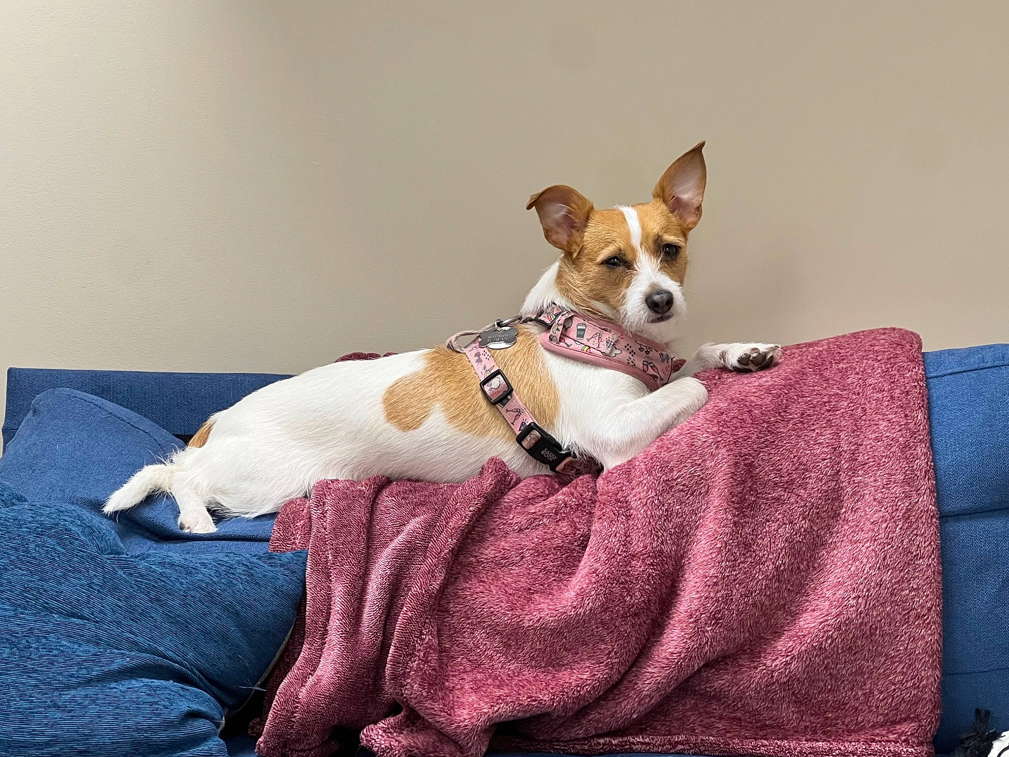 Missy joined the competition — help win amazing prizes! basenji, carnivore, collar, comfort, companion_dog, dog, dog_breed, dog_collar, dog_sports, dog_supply, fawn, fur, linens, mammal, paw, snout, terrier, toy_dog, whiskers, working_animal