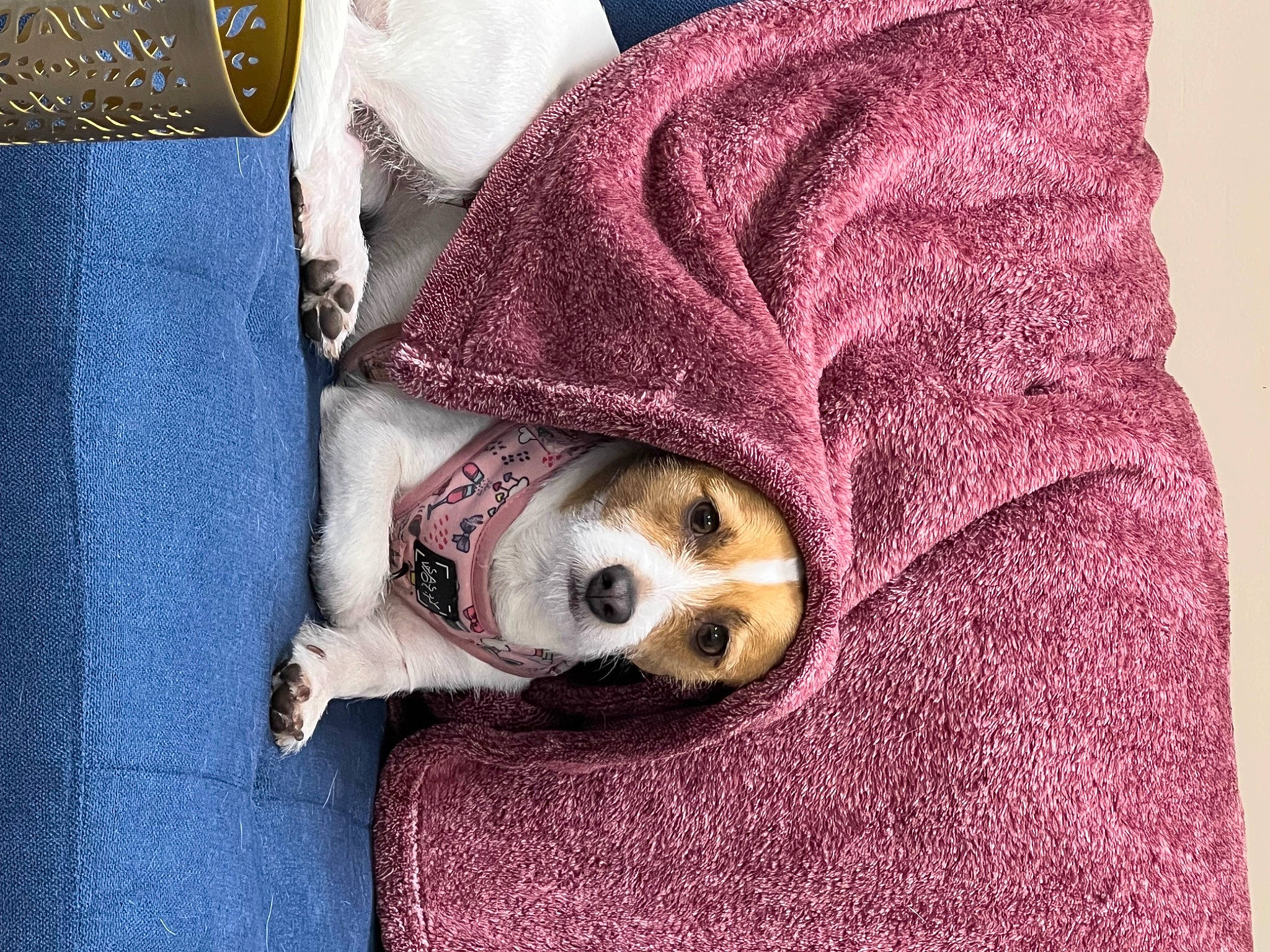 Missy joined the competition — help win amazing prizes! carnivore, comfort, companion_dog, couch, denim, dog, fashion_accessory, felidae, fur, fur_clothing, grey, knit_cap, linens, magenta, pattern, purple, sleeve, small_to_medium_sized_cats, textile, whiskers