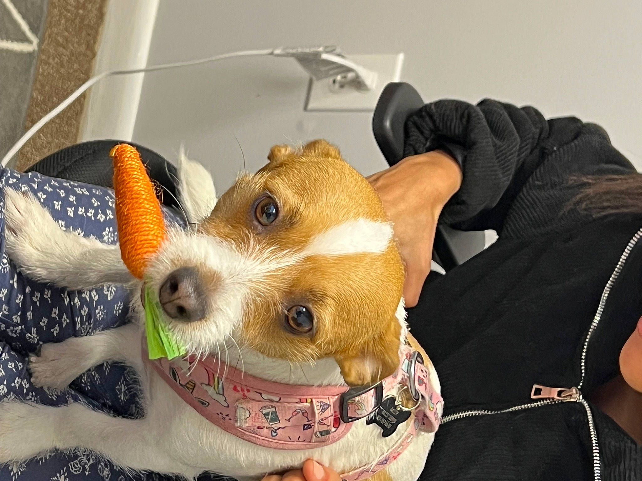 Missy is registered to the contest to win money with this photo: carnivore, collar, companion_dog, dog, dog_breed, dog_clothes, dog_collar, dog_supply, ear, fashion_accessory, fawn, fur, pet_supply, small_terrier, snout, sporting_group, terrier, toy_dog, whiskers, working_animal