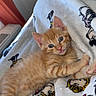 bedroom, blanket, blue_eyes, cartoon_pattern, cozy, cute, domestic_cat, feline, fur, indoor, kitten, orange_tabby, paw, pet, relaxed, resting, soft_texture, whiskers, window_light, young_animal