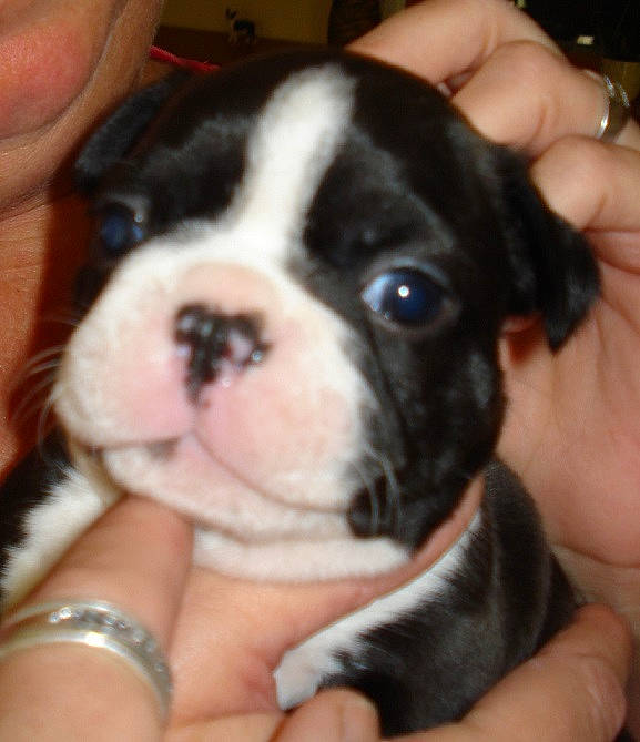 Maiden a rejoint le concours — aidez-le/la à gagner de superbes lots ! australian_bulldog, boston_terrier, bulldog, canidae, carnivore, companion_dog, dog, dog_breed, fawn, french_bulldog, mammal, non_sporting_group, puppy, puppy_love, rare_breed_dog, snout, sporting_group, toy_bulldog, valley_bulldog, vertebrate