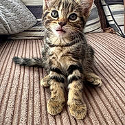 Nova is registered to the contest to win money with this photo: animal, cat, closeup, couch, curious, cushions, cute, ears, feline, fur, home, indoor, kitten, pet, sitting, soft, striped, tabby, whiskers, young