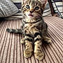 animal, cat, closeup, couch, curious, cushions, cute, ears, feline, fur, home, indoor, kitten, pet, sitting, soft, striped, tabby, whiskers, young