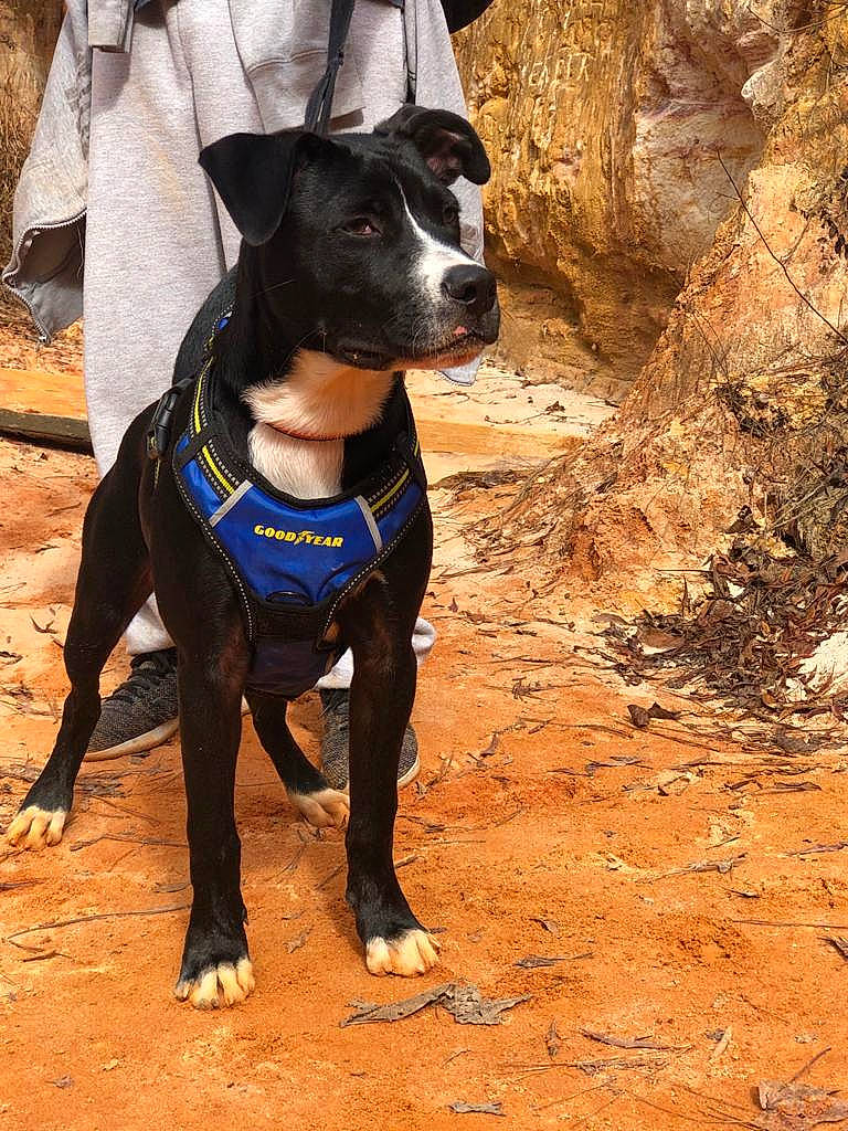 Sebastian is registered to the contest to win money with this photo: canidae, carnivore, collar, companion_dog, dog, dog_breed, dog_collar, dog_supply, electric_blue, fawn, guard_dog, hunting_dog, leash, pet_supply, snout, soil, sporting_group, terrestrial_animal, working_animal, working_dog