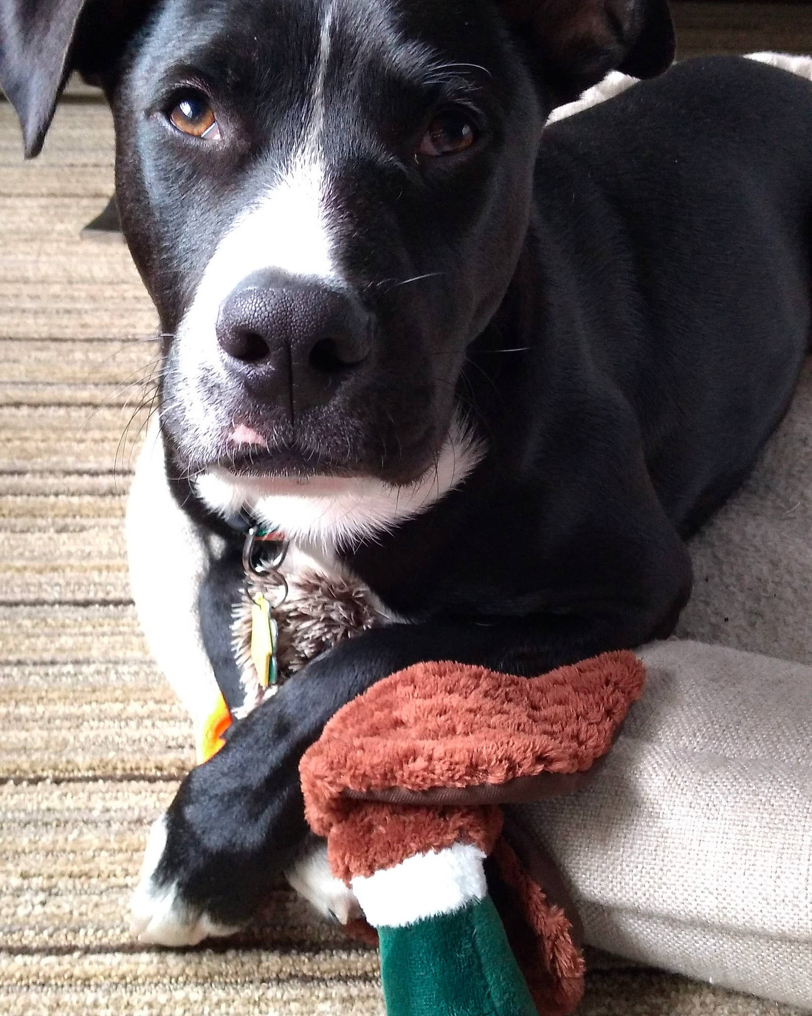 Sebastian is registered to the contest to win money with this photo: canidae, carnivore, collar, companion_dog, dog, dog_breed, dog_collar, dog_supply, dog_toy, non_sporting_group, pet_supply, snout, sock, sporting_group, stuffed_toy, terrestrial_animal, vertebrate, whiskers, working_animal, working_dog