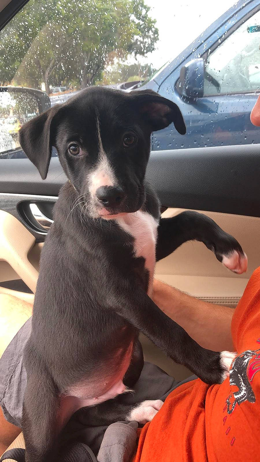 Sebastian joined the competition — help win amazing prizes! auto_part, automotive_design, automotive_exterior, car, car_seat, carnivore, companion_dog, dog, dog_breed, family_car, fawn, land_vehicle, luxury_vehicle, motor_vehicle, snout, sporting_group, vehicle, vehicle_door, window, working_animal