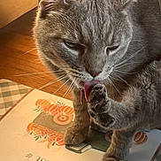 Iris is registered to the contest to win money with this photo: cat, gray_cat, pet, paw, licking, close_up, fur, whiskers, indoor, mat, decorative_mat, autumn, pumpkins, floor, wood_floor, domestic_cat, animal, cute, feline, tongue