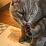 cat, gray_cat, pet, paw, licking, close_up, fur, whiskers, indoor, mat, decorative_mat, autumn, pumpkins, floor, wood_floor, domestic_cat, animal, cute, feline, tongue