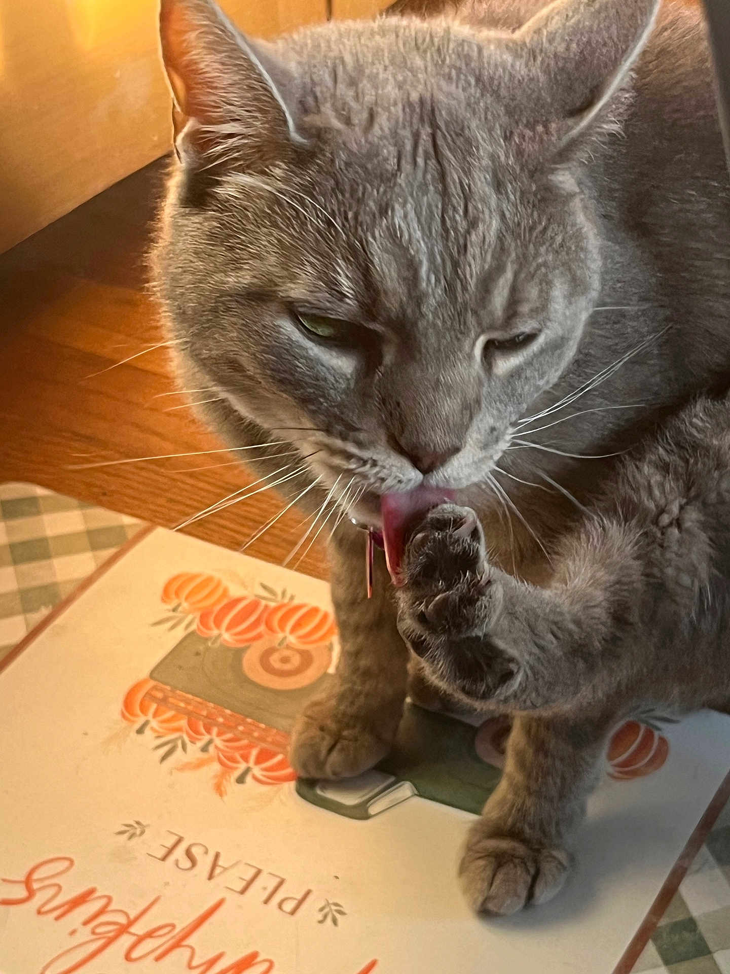 Iris is registered to the contest to win money with this photo: cat, gray_cat, pet, paw, licking, close_up, fur, whiskers, indoor, mat, decorative_mat, autumn, pumpkins, floor, wood_floor, domestic_cat, animal, cute, feline, tongue