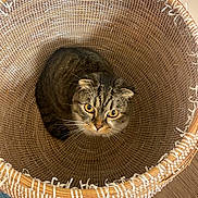 Chucha a rejoint le concours — aidez-le/la à gagner de superbes lots ! cat, basket, woven, curious, looking_up, indoor, pet, animal, feline, striped_fur, round_eyes, cozy, wooden_floor, home, cute, sitting, texture, brown, tan, whiskers