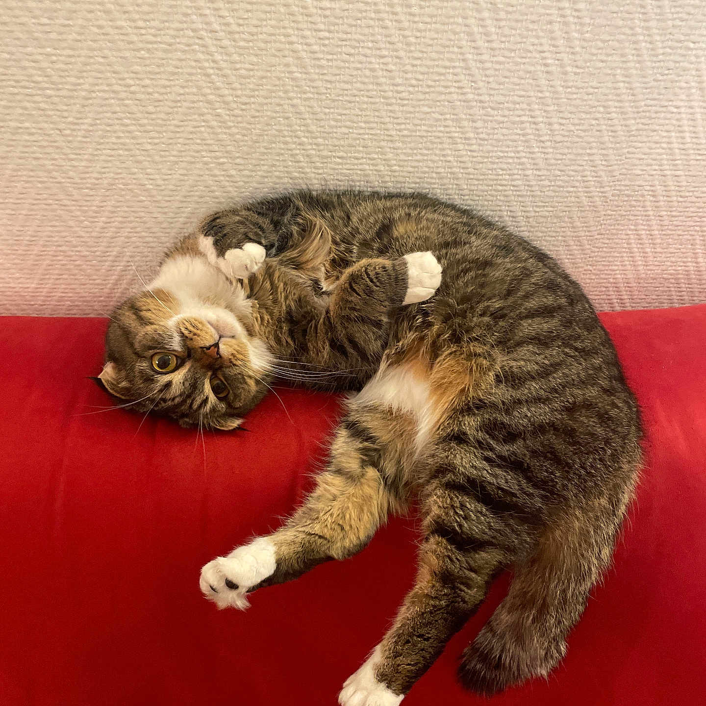 Chucha participe au concours pour gagner de l'argent avec cette photo : cat, tabby_cat, pet, indoor, couch, red_couch, feline, animal, relaxed, curious, white_paws, paw, upside_down, texture, wall, domestic_cat, mammal, cozy, resting, cute