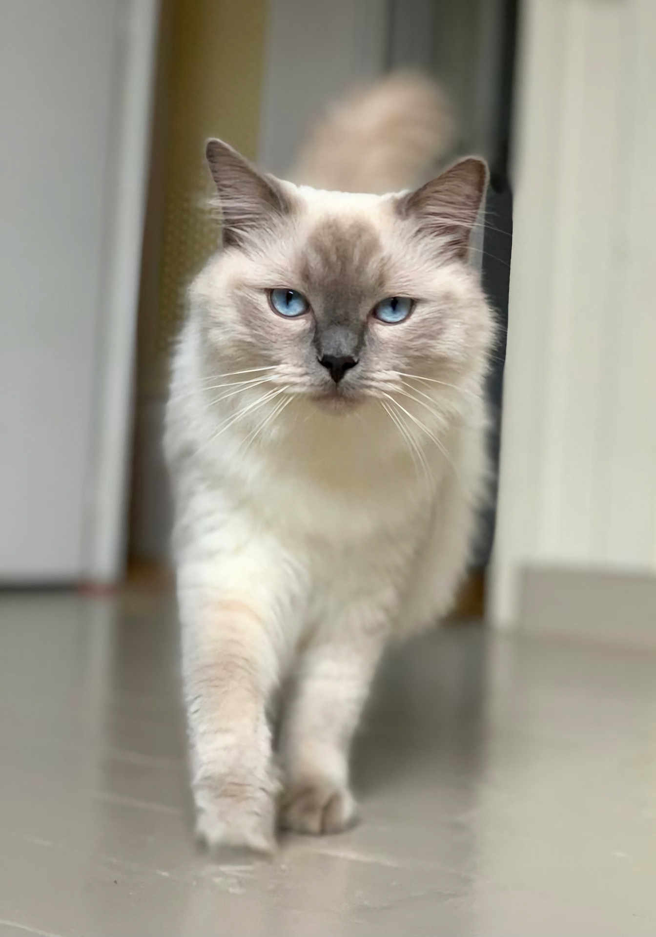 Schubert participe au concours pour gagner de l'argent avec cette photo : cat, blue_eyes, fluffy, walking, indoor, pet, animal, feline, confident, close_up, soft_focus, whiskers, cute, domestic_cat, fur, portrait, home, floor, curious, muzzle